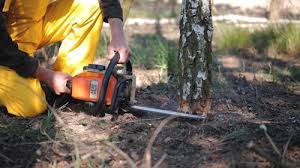 Best Tree Mulching  in Hanley Hills, MO